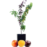 Peach + Plum + Plum
