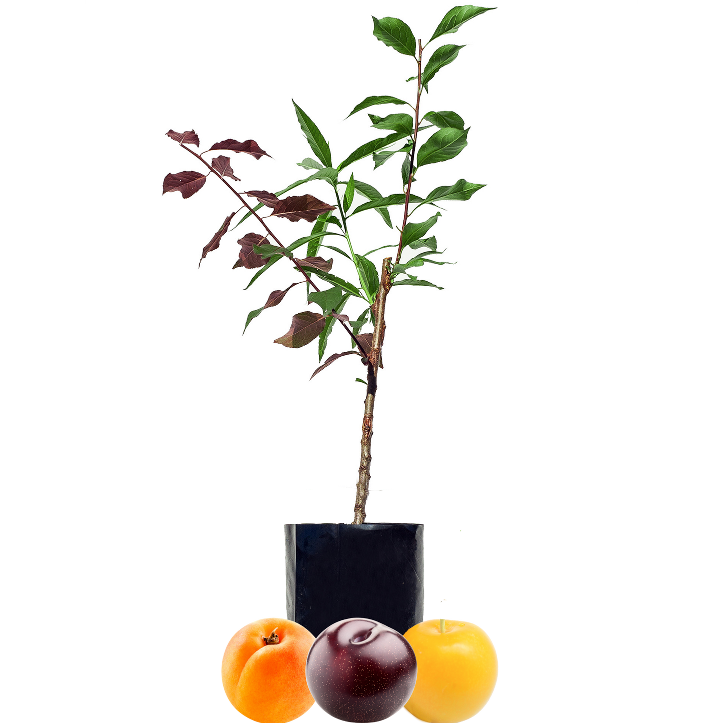 Blood Plum + Peachcot + Yellow Plum