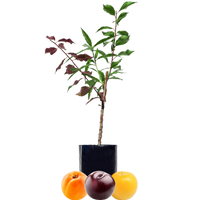 Blood Plum + Peachcot + Yellow Plum