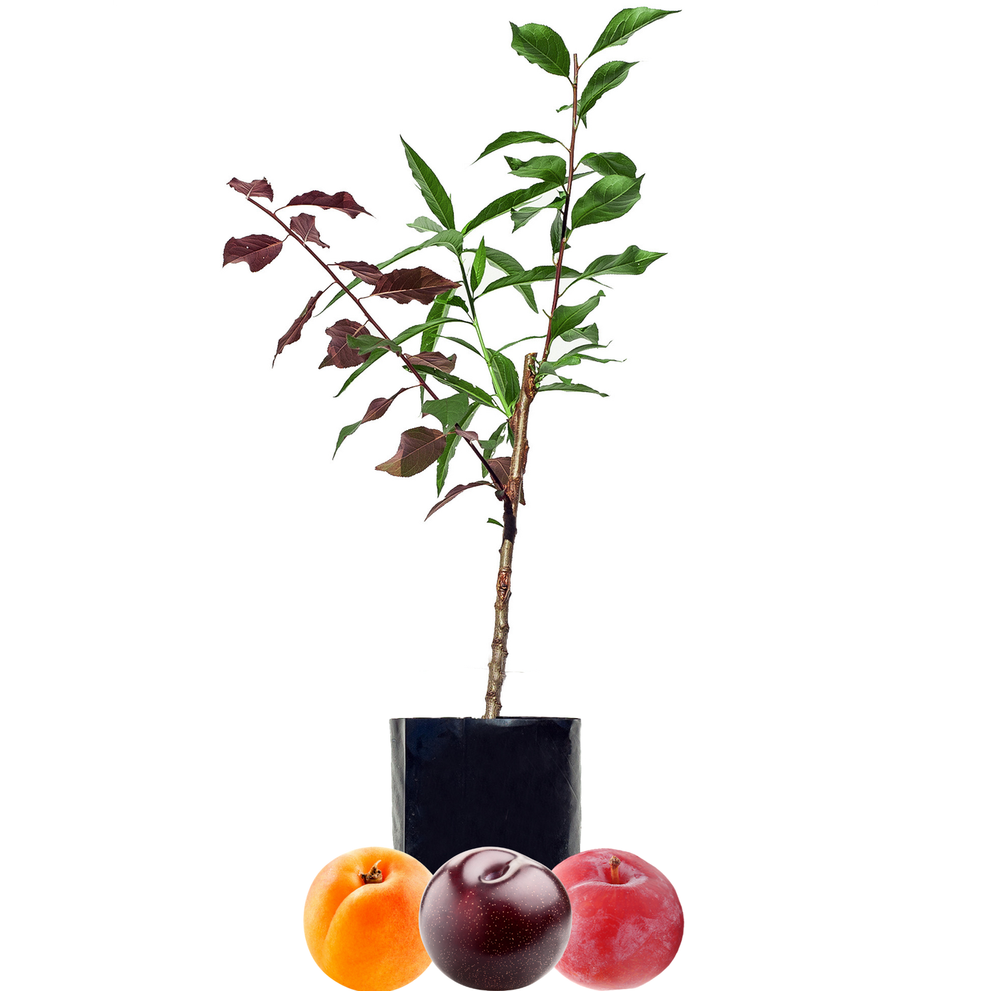 Blood Plum + Peachcot + Yellow Plum