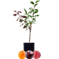 Blood Plum + Peachcot + Yellow Plum