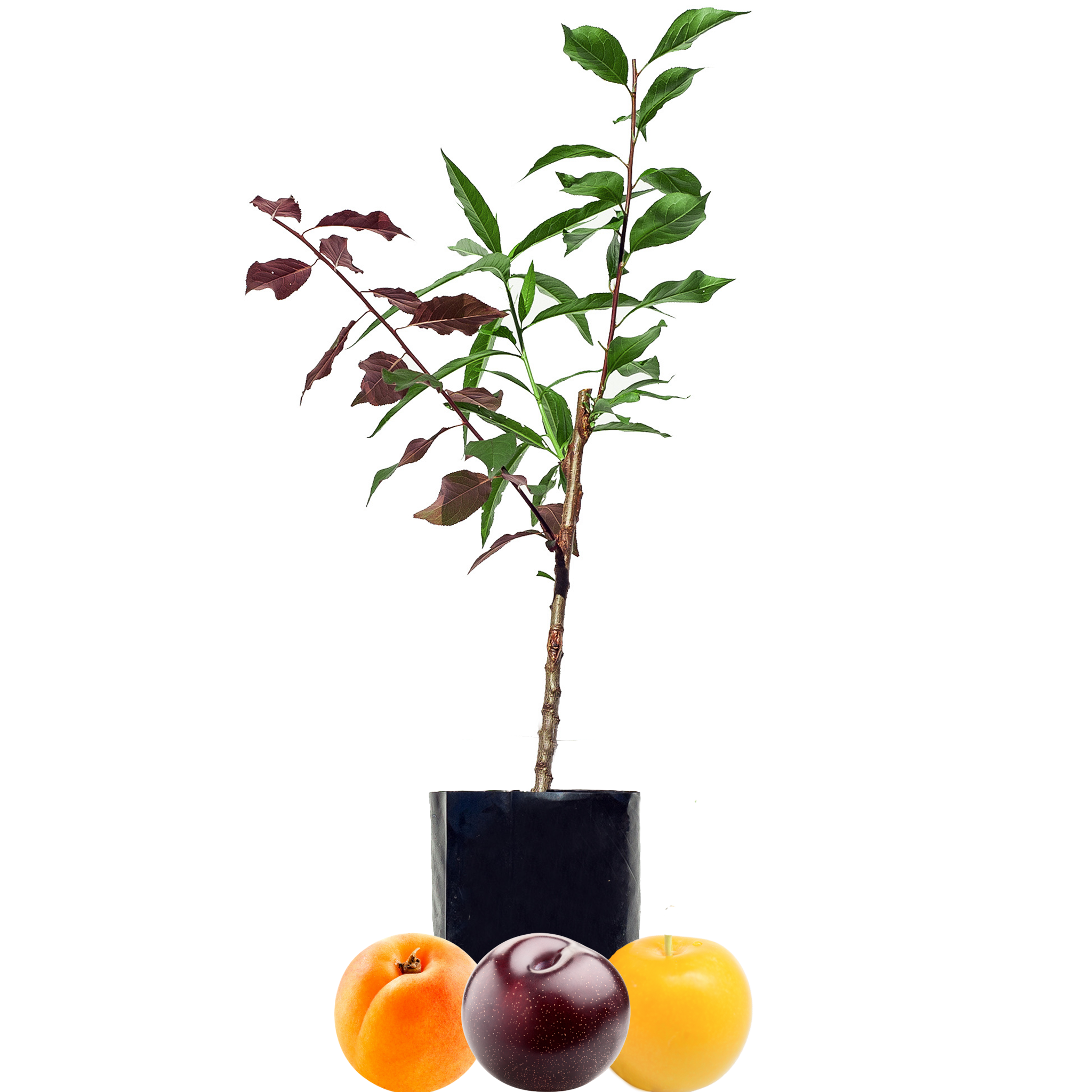 Blood Plum + Peachcot + Yellow Plum