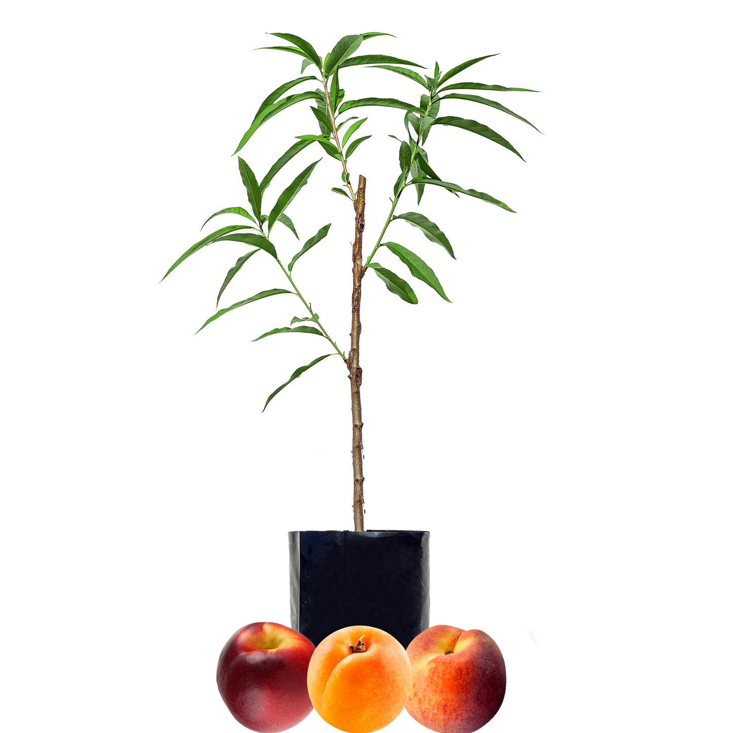 Peach + Nectarine + Peachcot