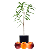 Peach + Nectarine + Peachcot