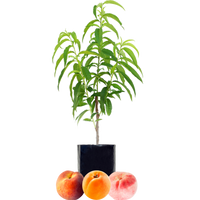 Peach + Peach + Peachcot