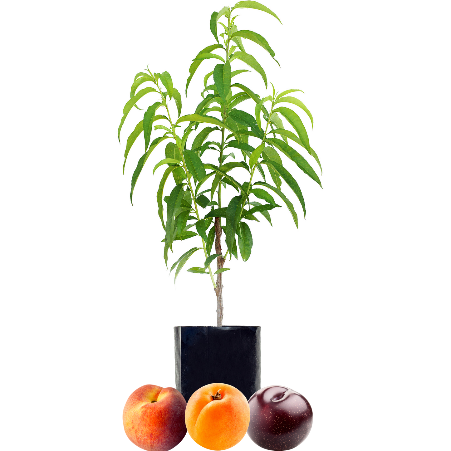 Peach + Plum + Peachcot