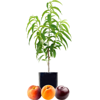 Peach + Plum + Peachcot