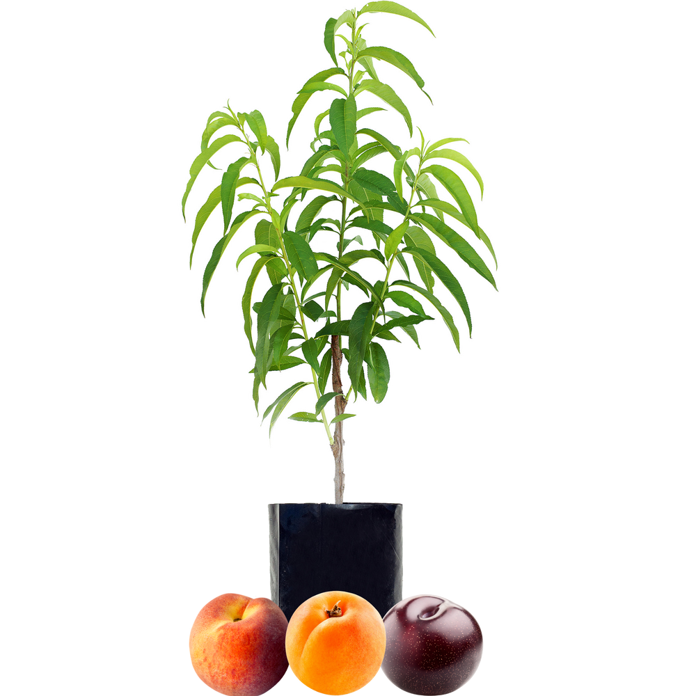 Stone Fruit Salad Trees Australia wide delivery Peach, Plum