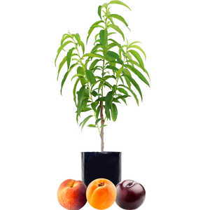 Peach + Plum + Peachcot