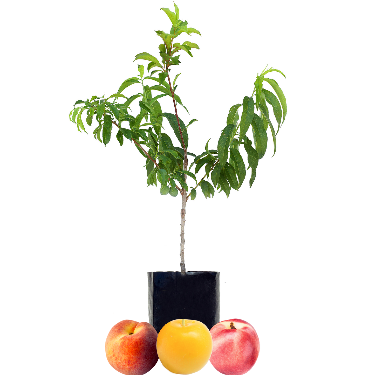Peach + Plum + Nectarine
