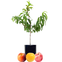 Peach + Plum + Nectarine