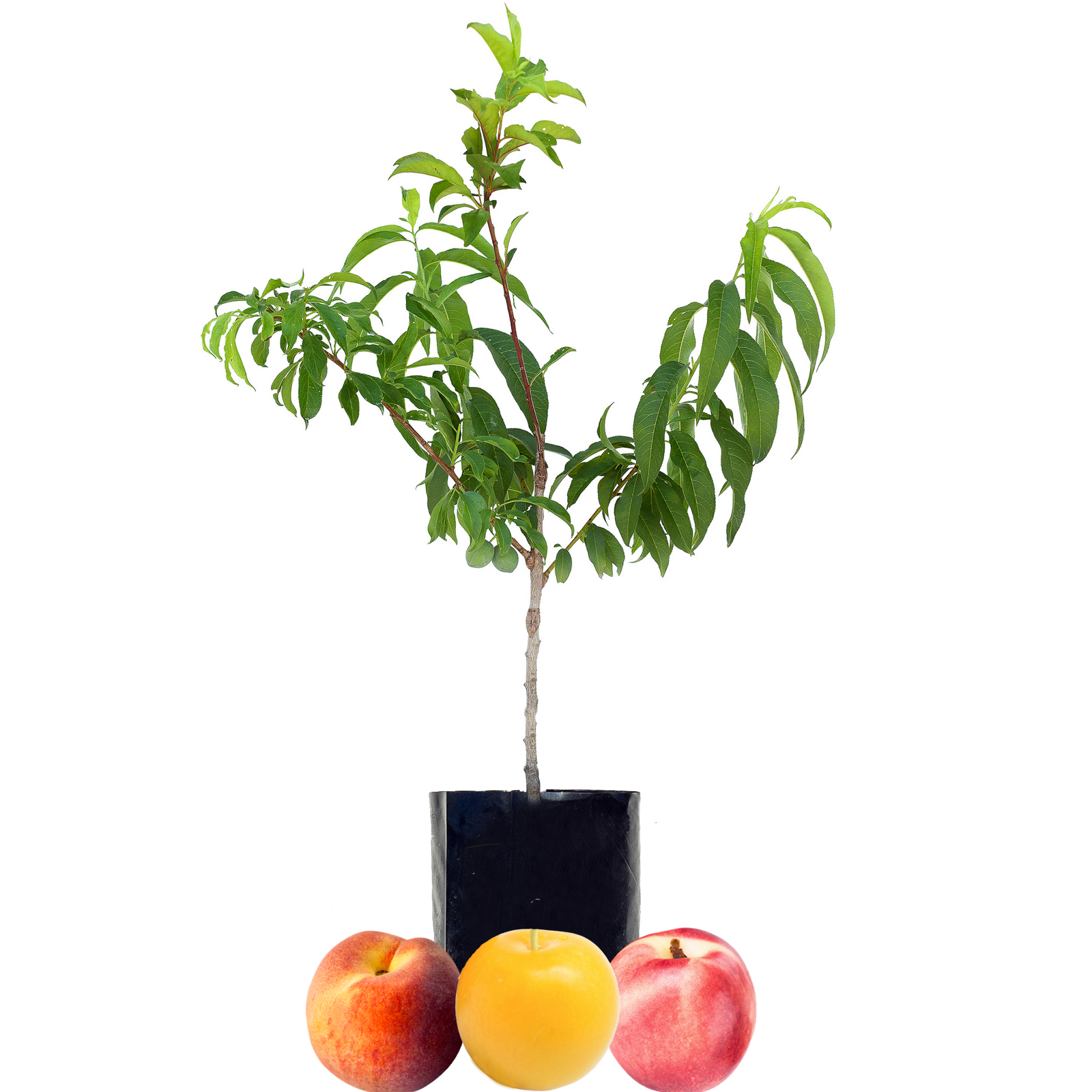 Peach + Plum + Nectarine Fruit Salad Trees