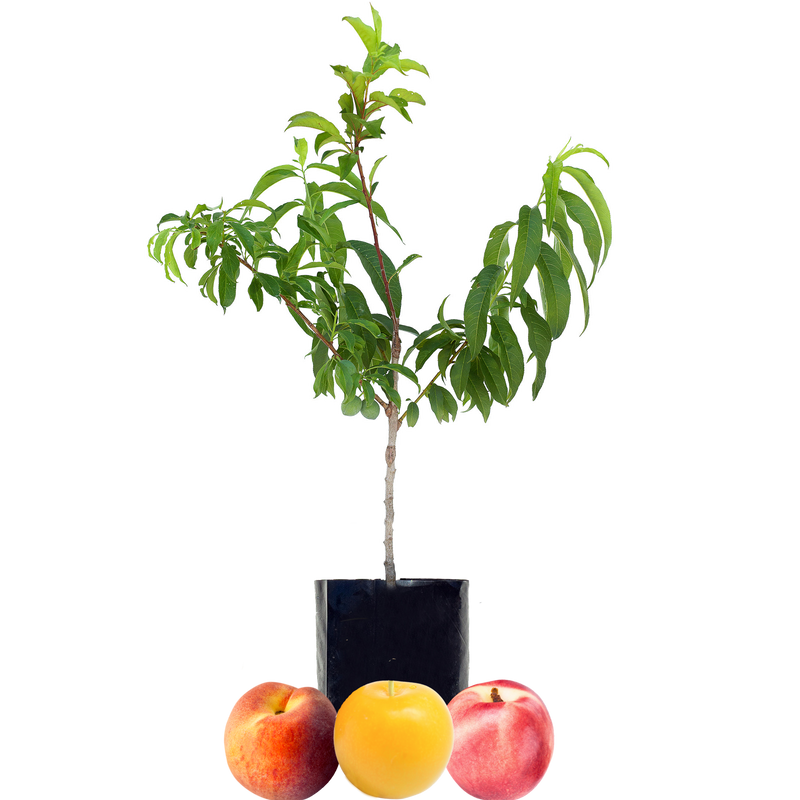 Peach + Plum + Nectarine Fruit Salad Trees
