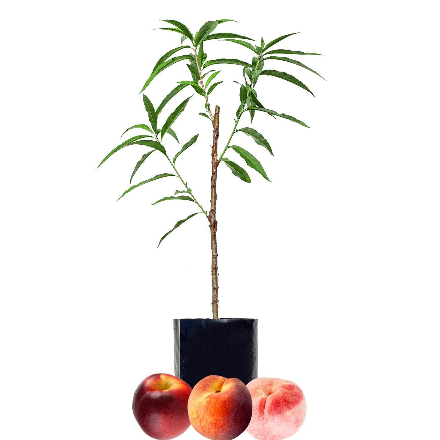 Peach + Peach + Nectarine