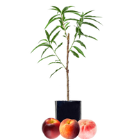 Peach + Peach + Nectarine