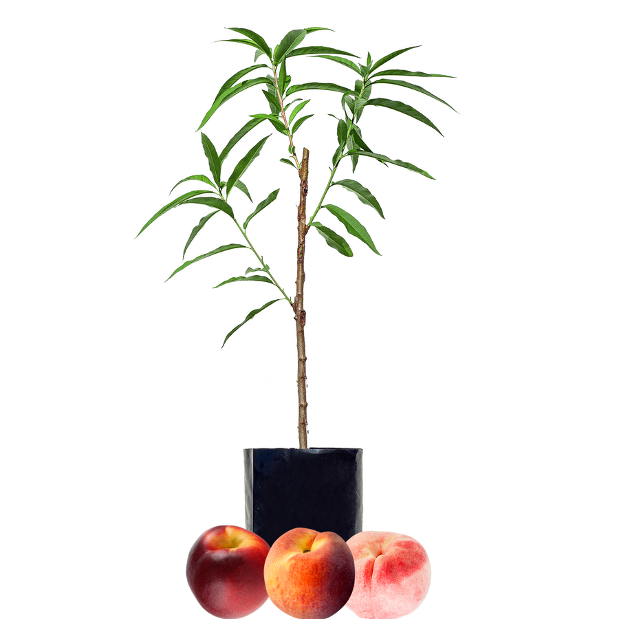 Peach + Peach + Nectarine