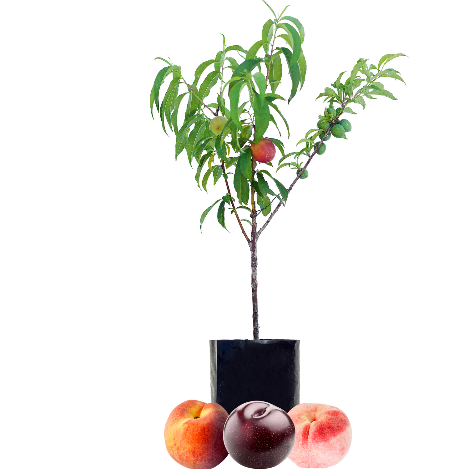 Fruit Salad Trees with Peaches