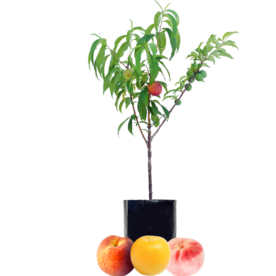 Peach + Peach + Plum