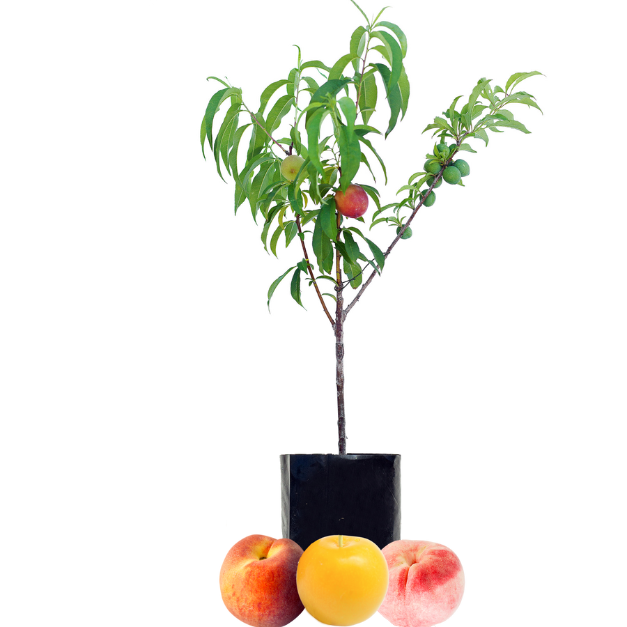 Peach + Peach + Plum