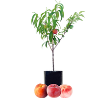 Peach + Peach + Plum