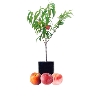 Peach + Peach + Plum