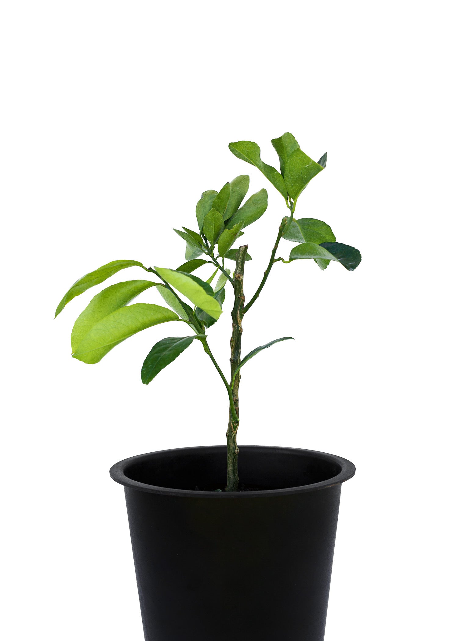 Orange + Lemonade + Lime