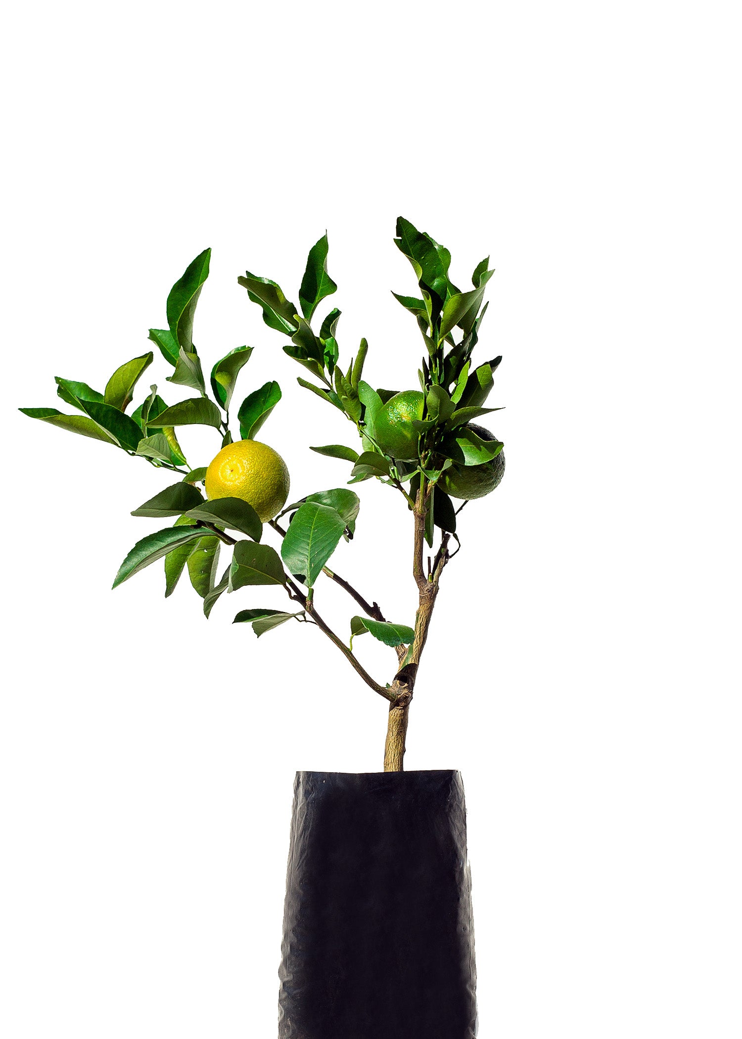 Orange + Tangelo + Lime