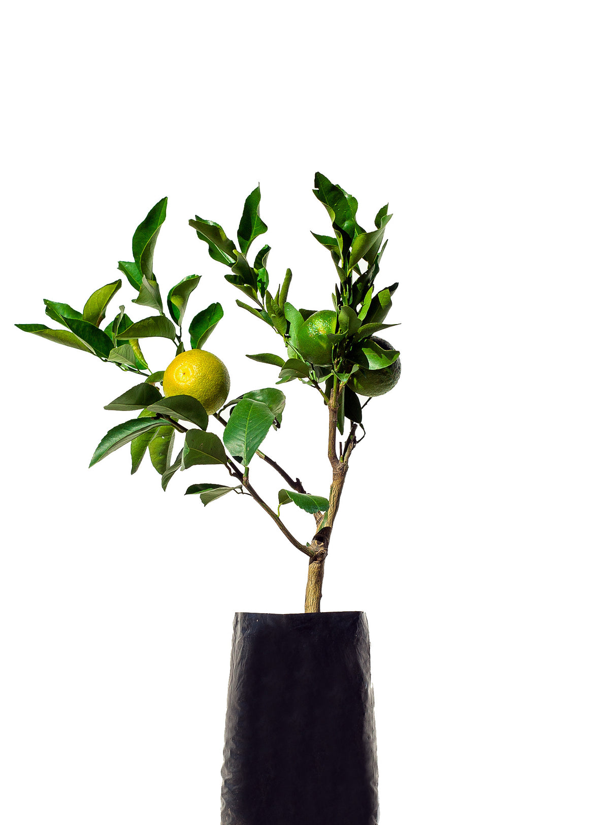 Orange + Tangelo + Lime