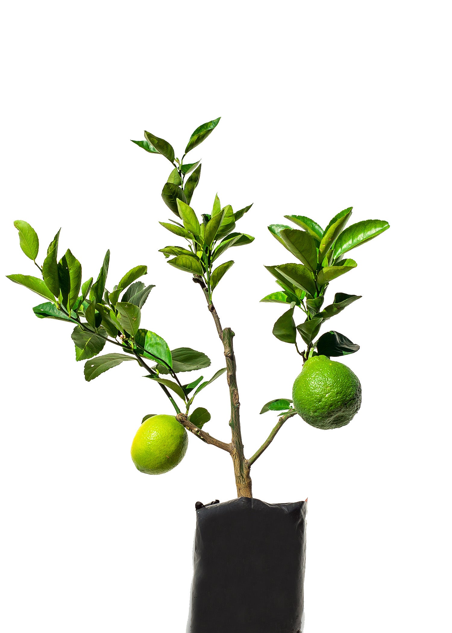 Pomelo + Lemon + Orange