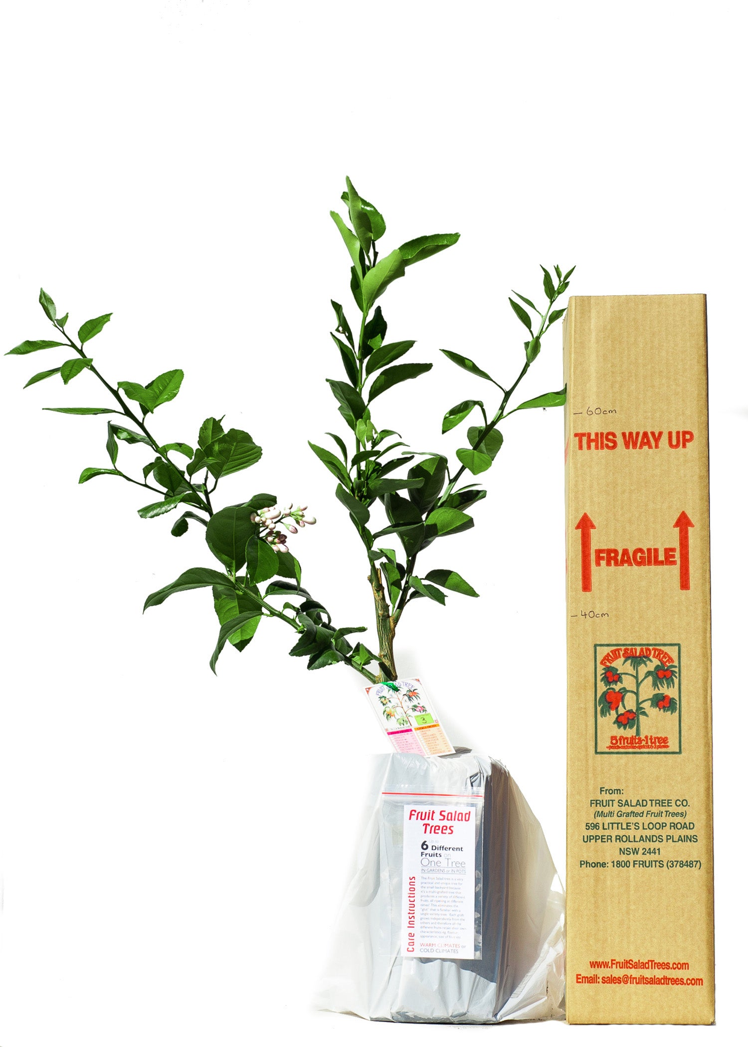 Orange + Lemonade + Lime