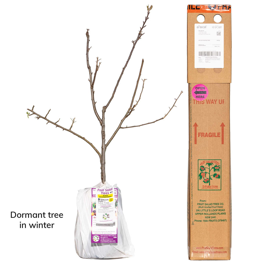 Green Apple + Red Apple + Red Apple + Red Apple