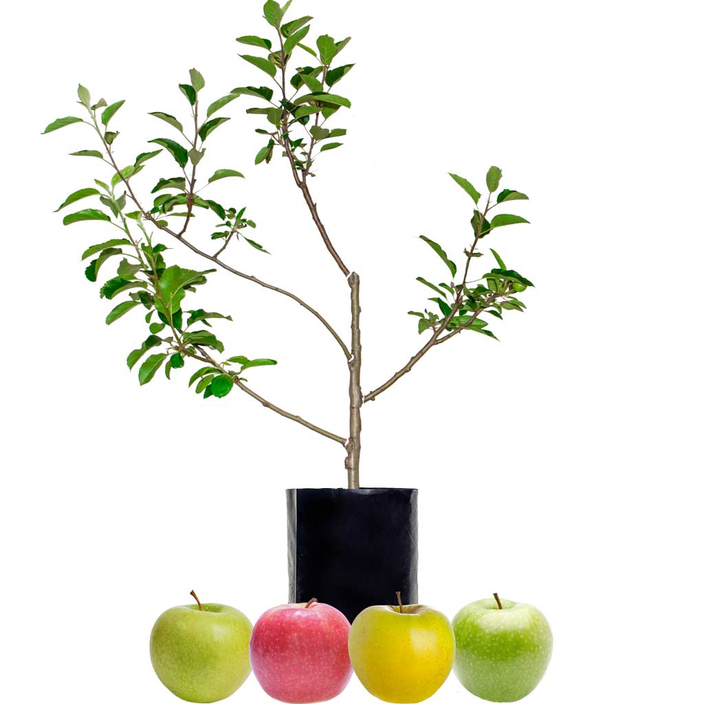 Apple Fruit Salad Trees in stock