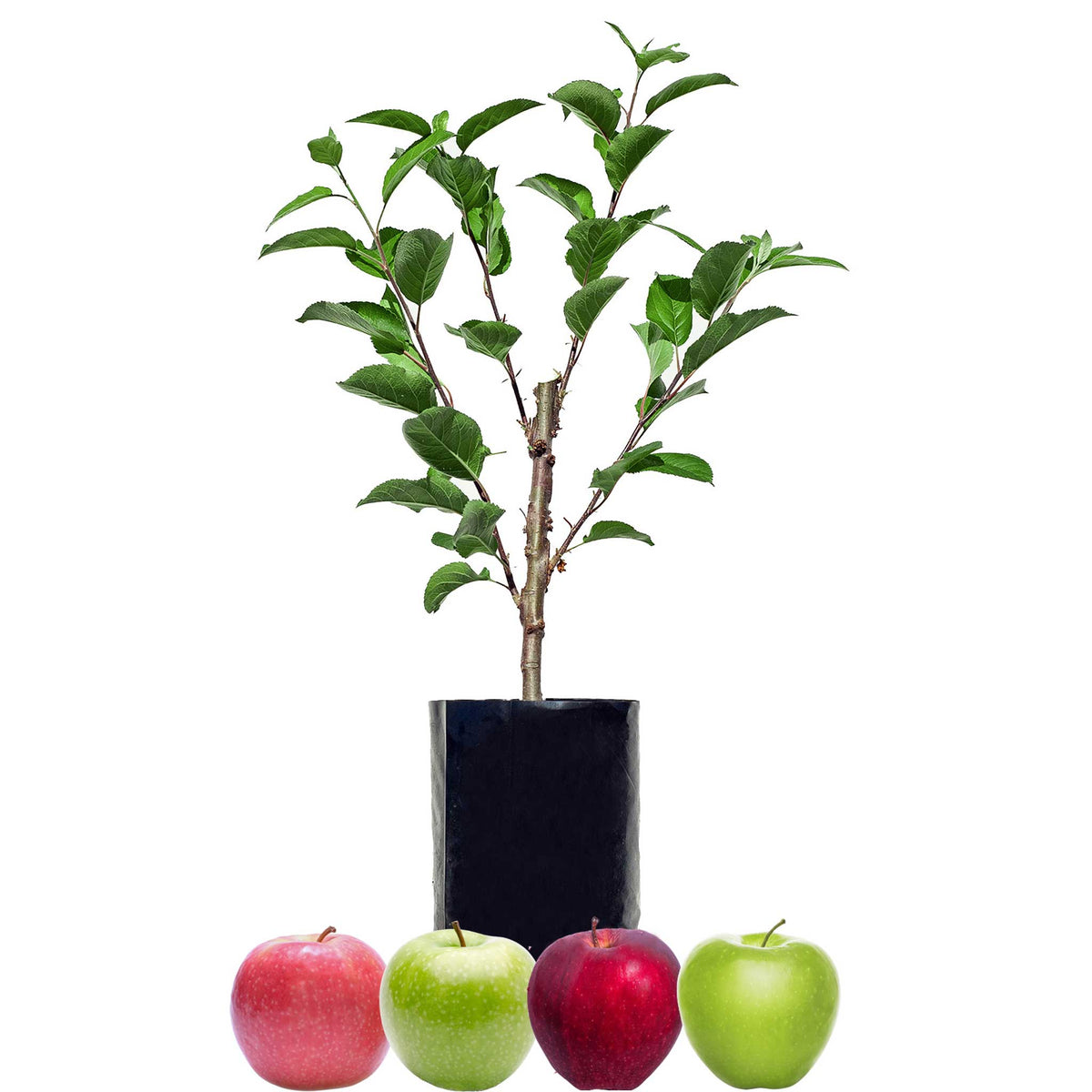 Red Apple + Red Apple + Green Apple + Green Apple