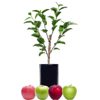 Red Apple + Red Apple + Green Apple + Green Apple