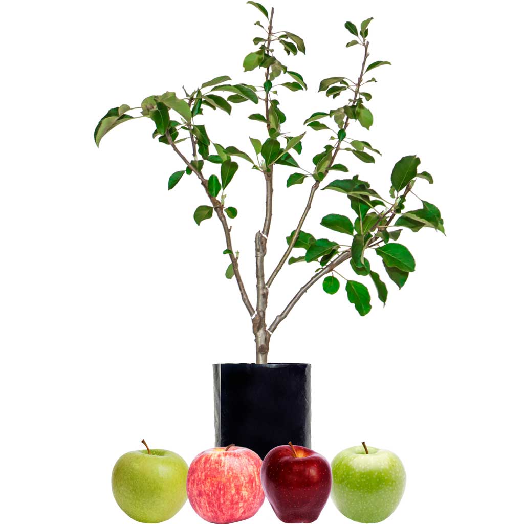Red Apple + Red Apple + Green Apple + Green Apple