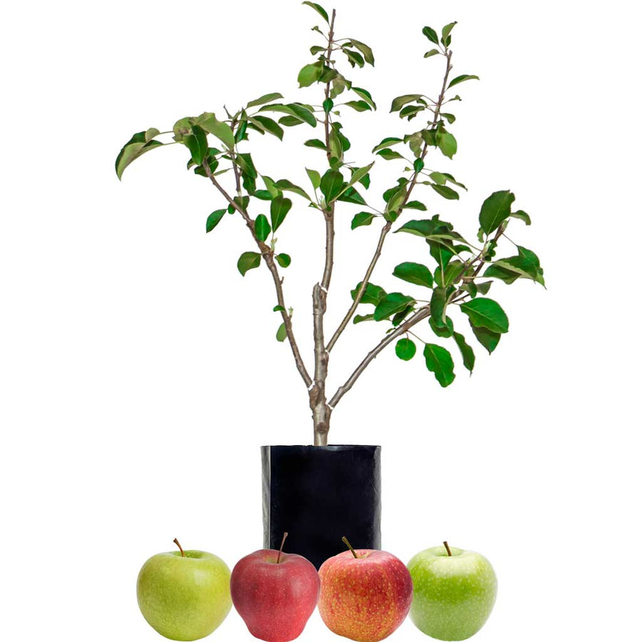 Red Apple + Red Apple + Green Apple + Green Apple