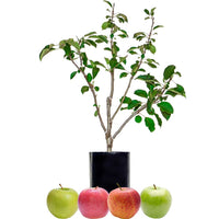 Red Apple + Red Apple + Green Apple + Green Apple