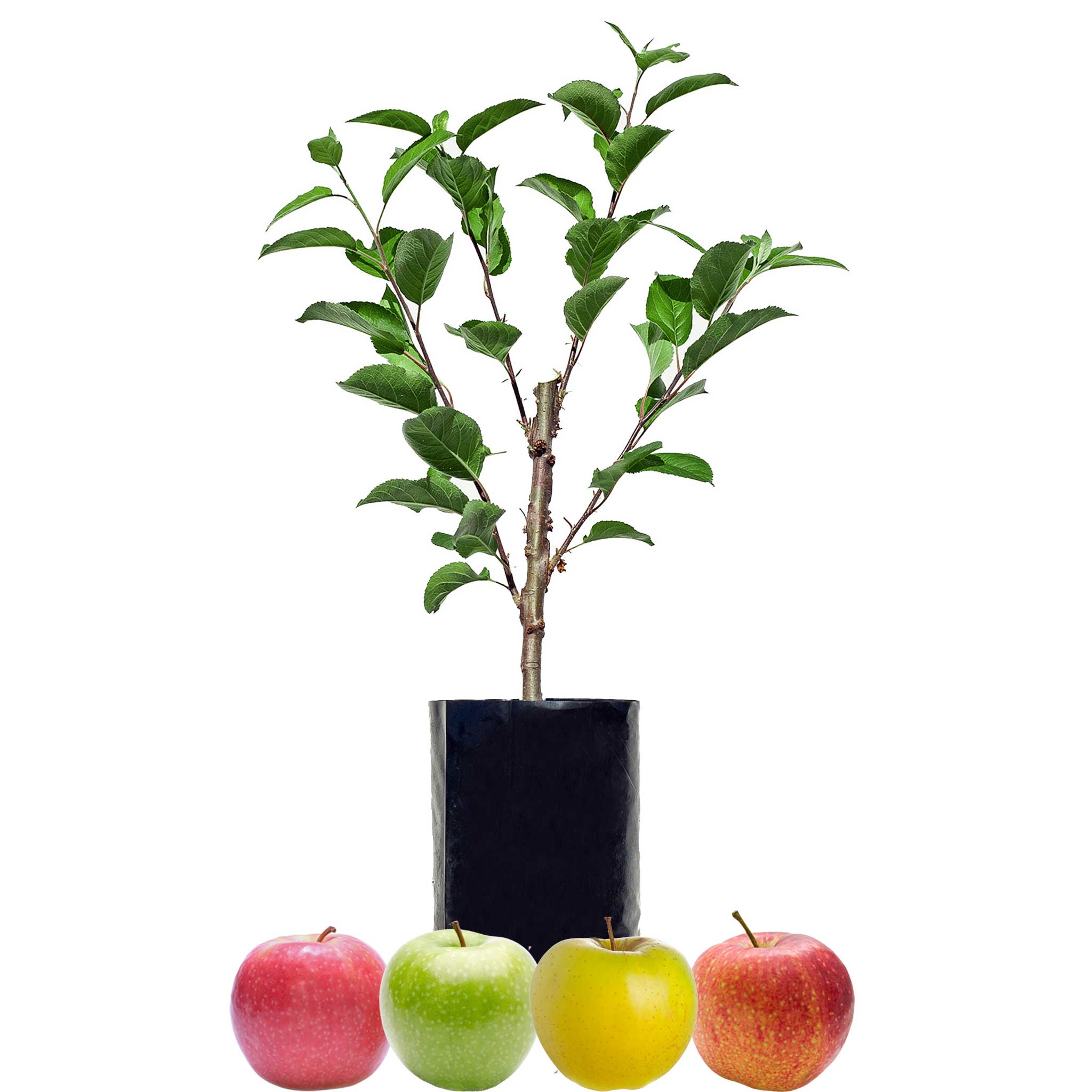 Apple Fruit Salad Trees