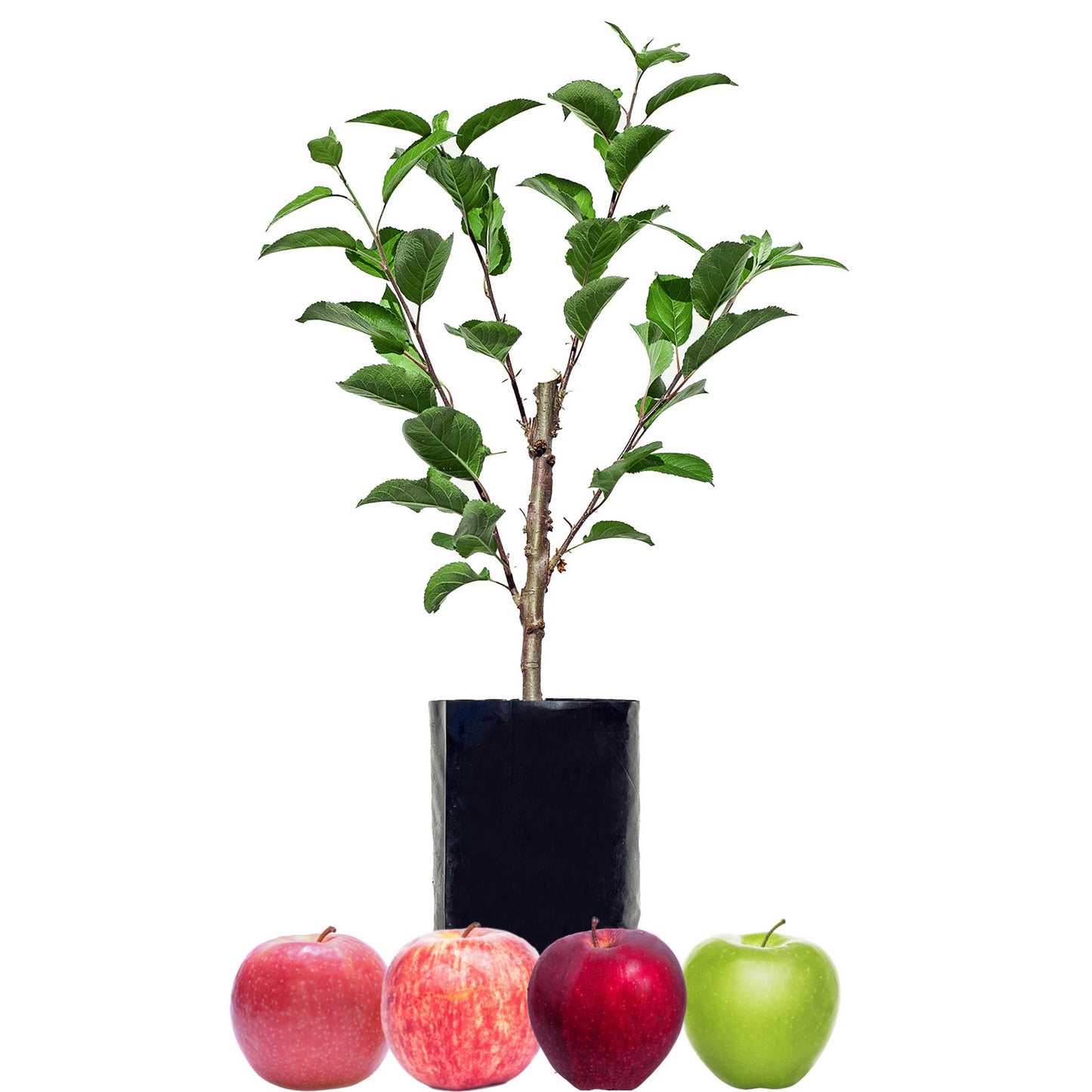 Green Apple + Red Apple + Red Apple + Red Apple
