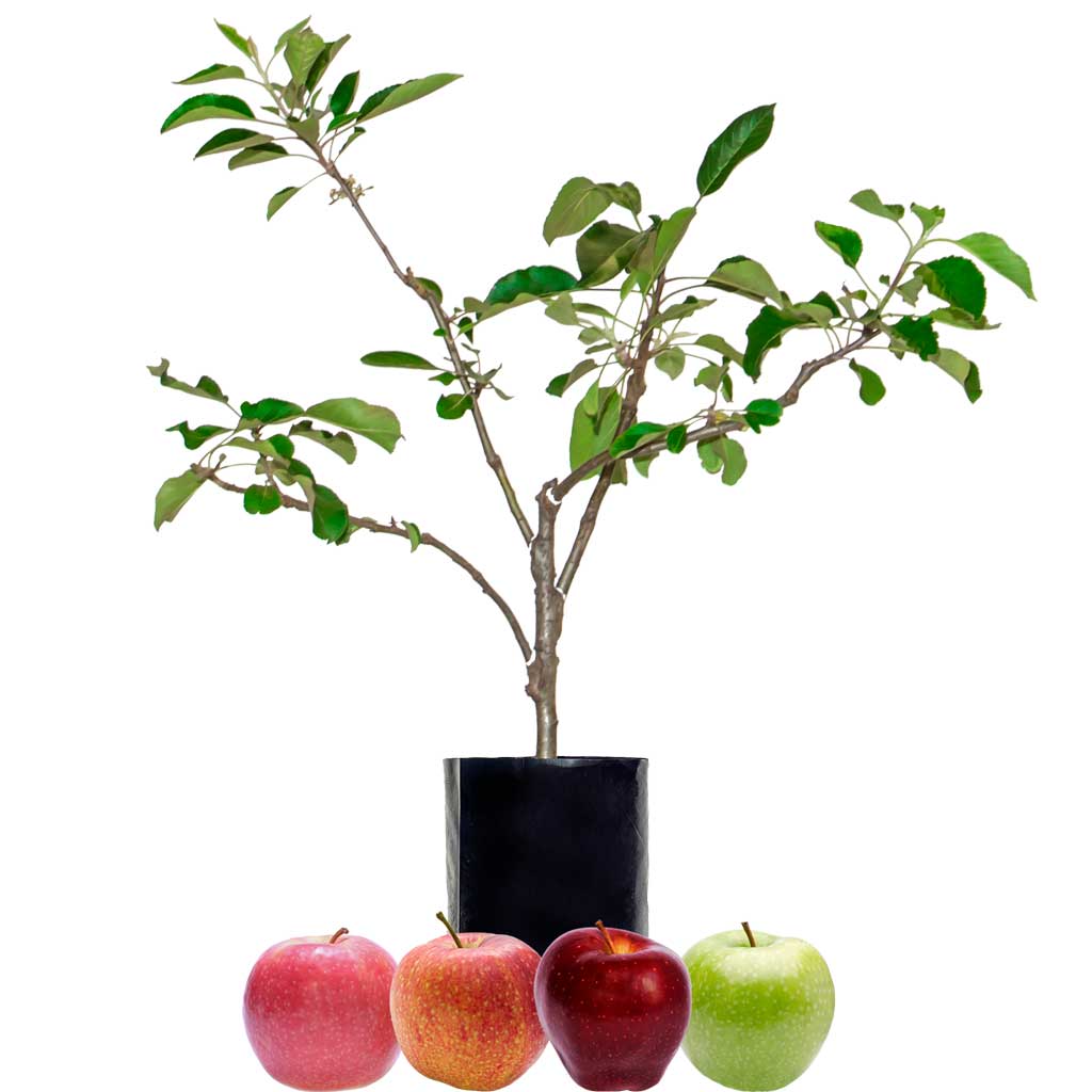 Green Apple + Red Apple + Red Apple + Red Apple