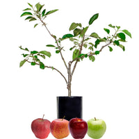 Green Apple + Red Apple + Red Apple + Red Apple