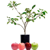 Green Apple + Red Apple + Red Apple + Red Apple