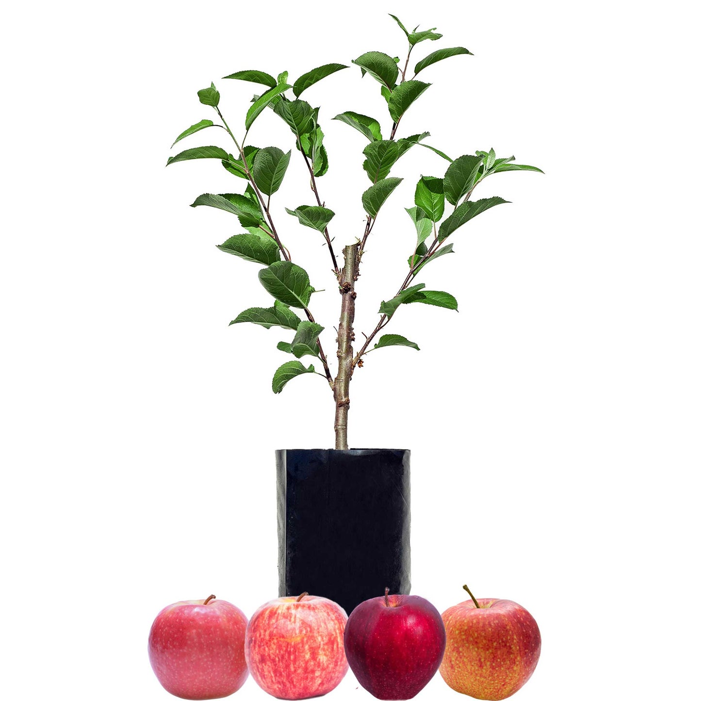 Red Apple + Red Apple + Red Apple + Red Apple