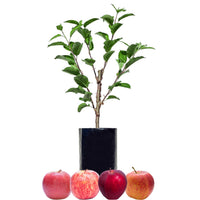 Red Apple + Red Apple + Red Apple + Red Apple