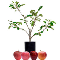 Red Apple + Red Apple + Red Apple + Red Apple
