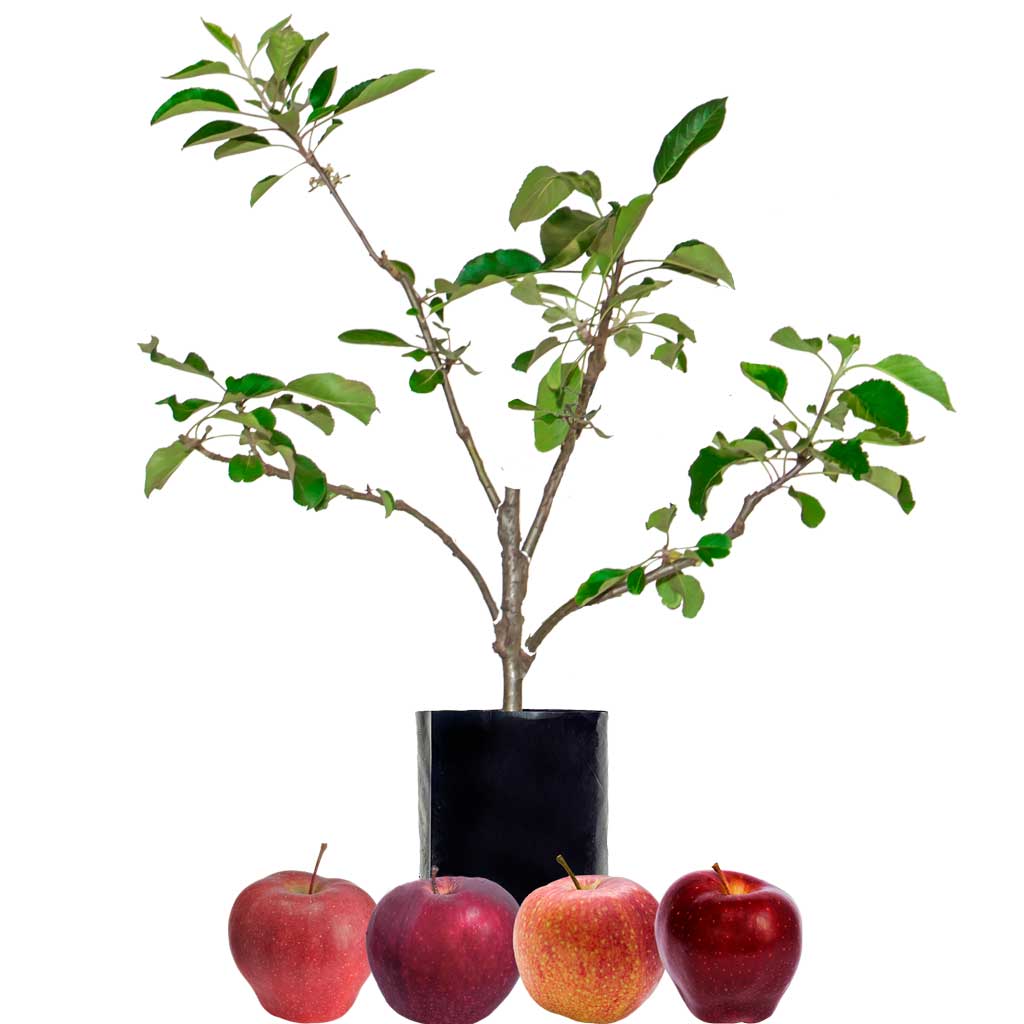 Red Apple + Red Apple + Red Apple + Red Apple