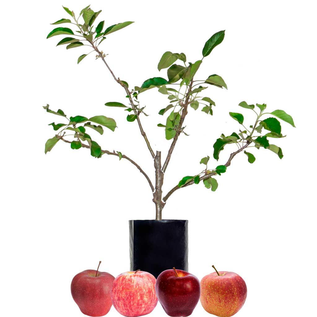 Red Apple + Red Apple + Red Apple + Red Apple