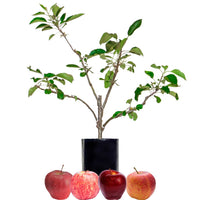 Red Apple + Red Apple + Red Apple + Red Apple