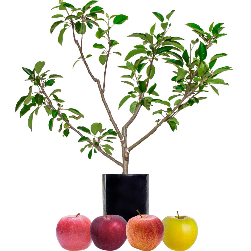 Red Apple + Red Apple + Red Apple + Yellow Apple