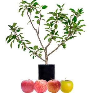 Red Apple + Red Apple + Red Apple + Yellow Apple